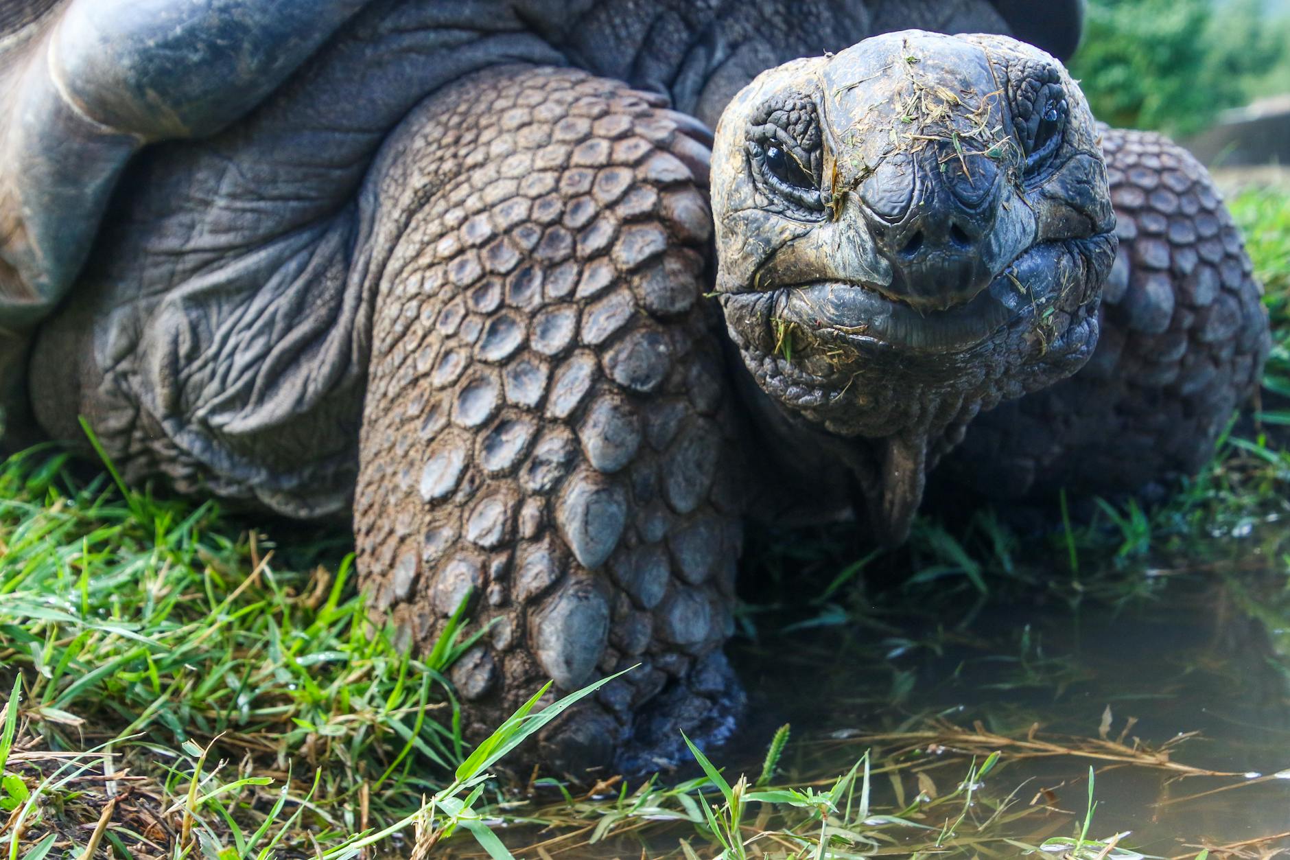 Kenya’s Decade-Long Plan to Save the Pancake Tortoise